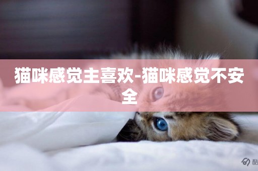 猫咪感觉主喜欢-猫咪感觉不安全